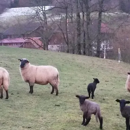 בית הארחה Landgasthof Adler Pelzmuehle 3*